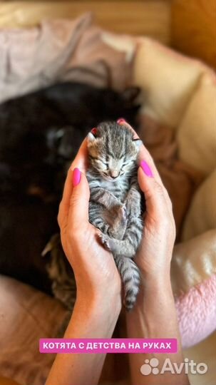 Бенгальские котята Оцикет