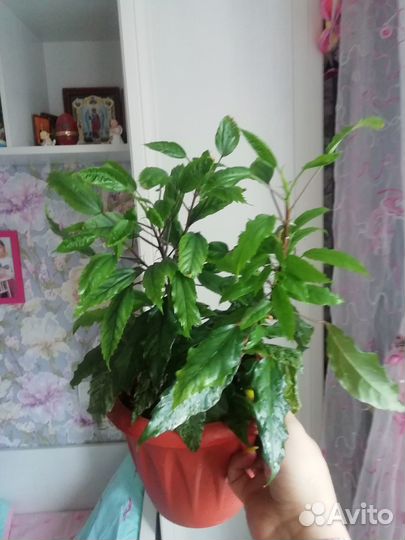 Гибискус китайская роза