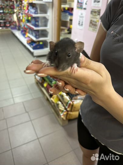 Декоративная крыса