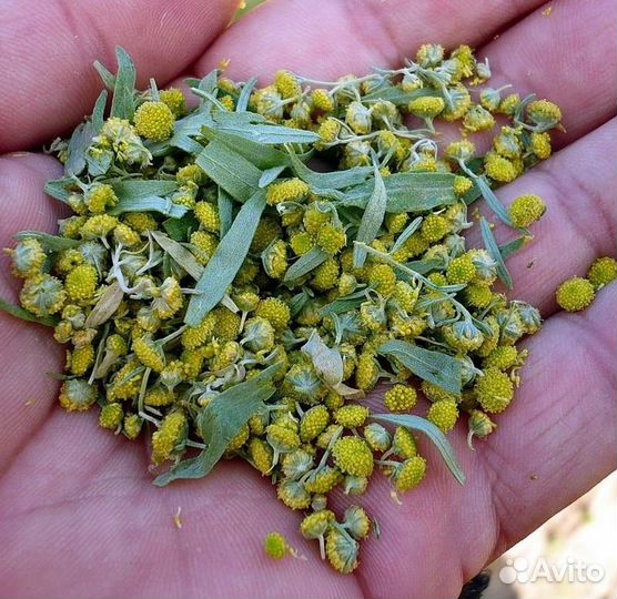 Маска из семян полыни