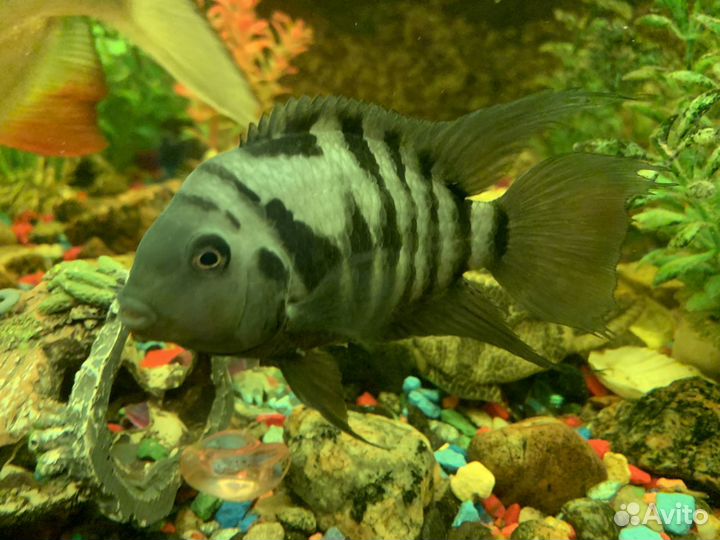 Экзотические аквариумные рыбки