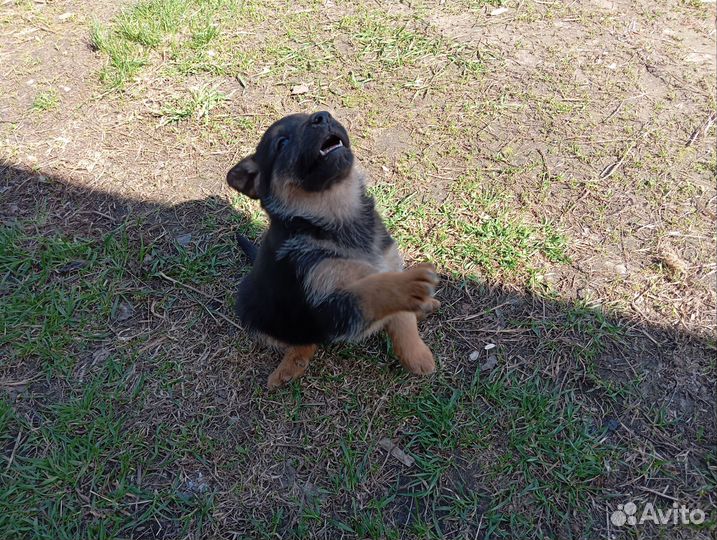 Щенки немецкой овчарки