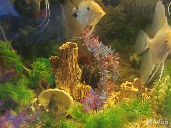 Аквариум