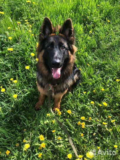 Передержка животных