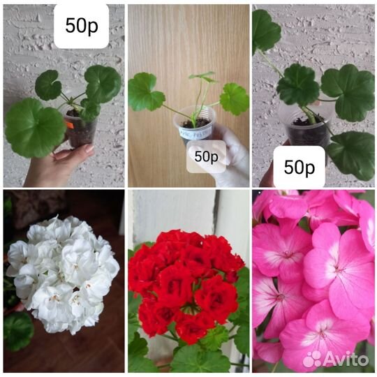 Фуксии,декабристы,глоксинии,пеларгонии