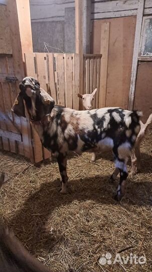 Англо нубийский козел