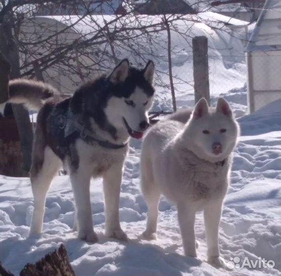 Щенки хаски