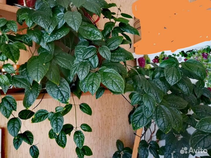 Клеродендрум