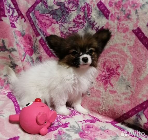 Папийон Девочки щенки