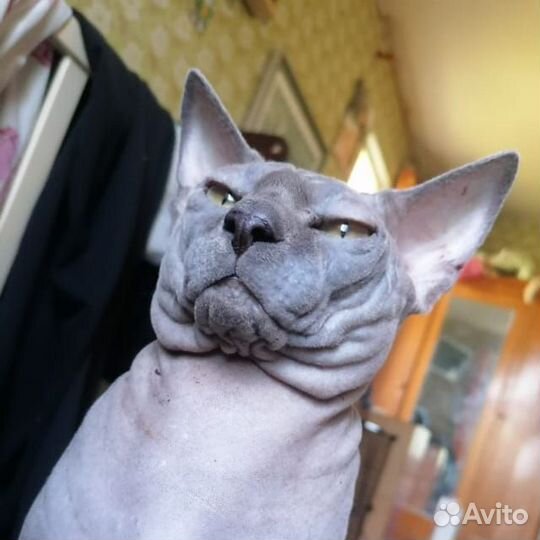 Кот и кошка канадского сфинкса