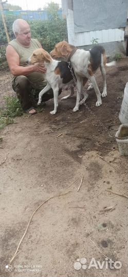 Русская пегая гончая