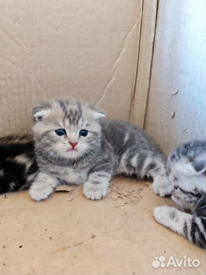 Шотландские котята