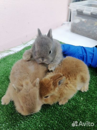 Декоративные крольчата