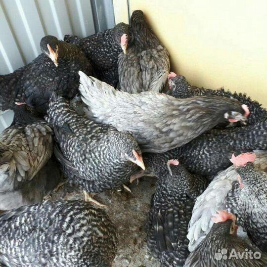 Продам Бройлеров, Кур Несушек, Молодку, Доминант