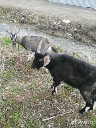 Коза дойная молочная