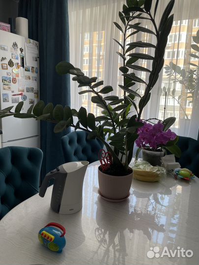 Замиокулькас