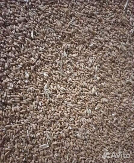 Кормовой горох, Кормовой горох на корм/посев