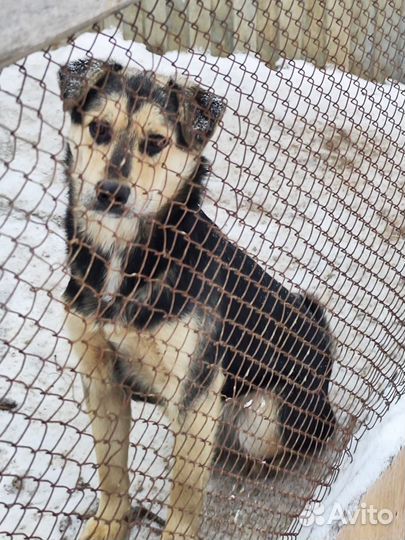 Кобель ищет дом