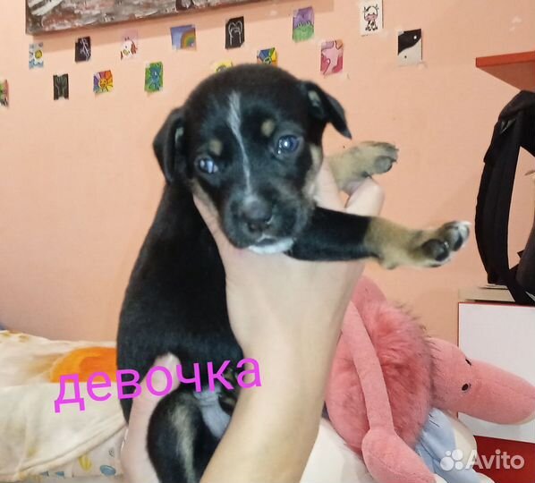 Щенки цвергпинчера и хаски
