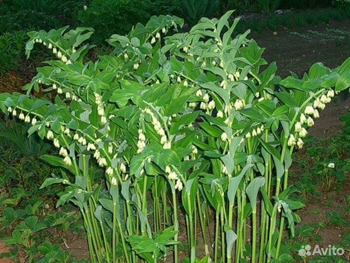 Букет из ландыша, тюльпанов, Королевского ландыша