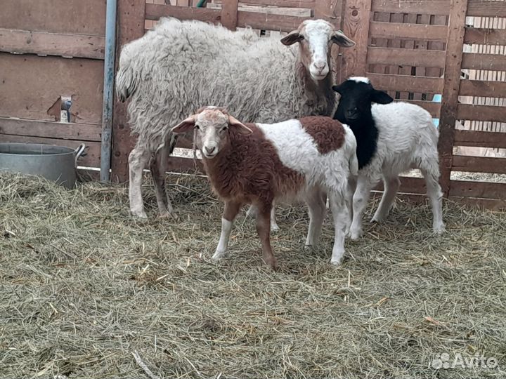 Овцы. Дорпер/романовская