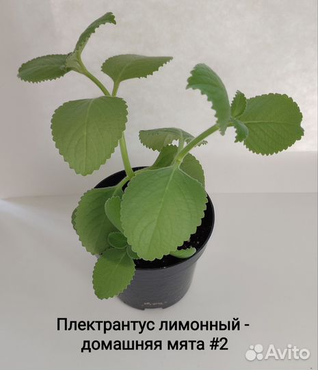 Домашняя мята, Золотой ус, Алоэ Вера, Хлорофитумы