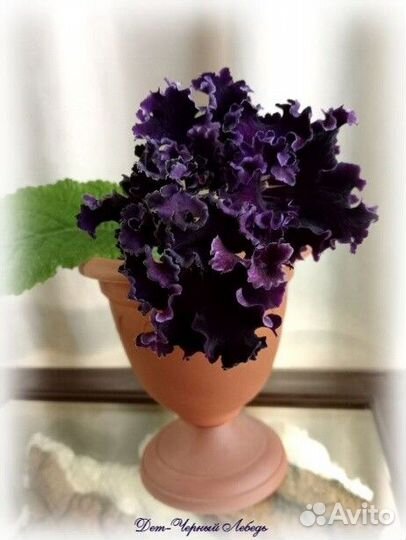 Стрептокарпусы