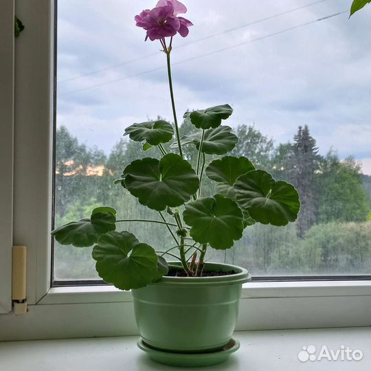 Герань пеларгония