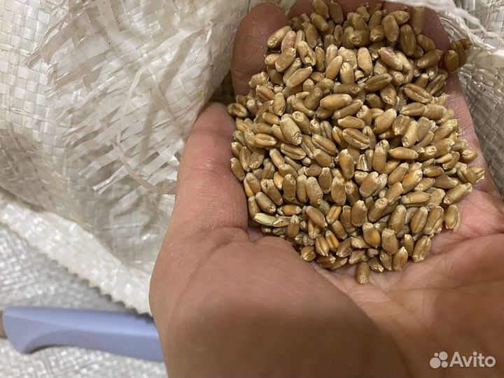 Продам пшеницу зерно