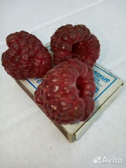 Саженцы малины Джоан Джей