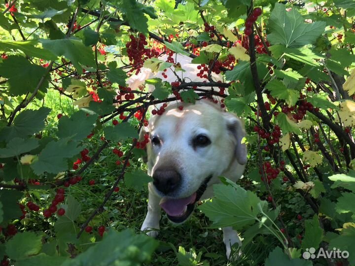 Домашняя передержка собак, кошек в загородном доме