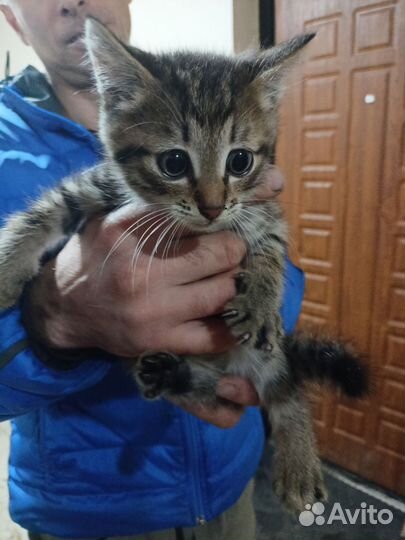 Котенок в добрые руки