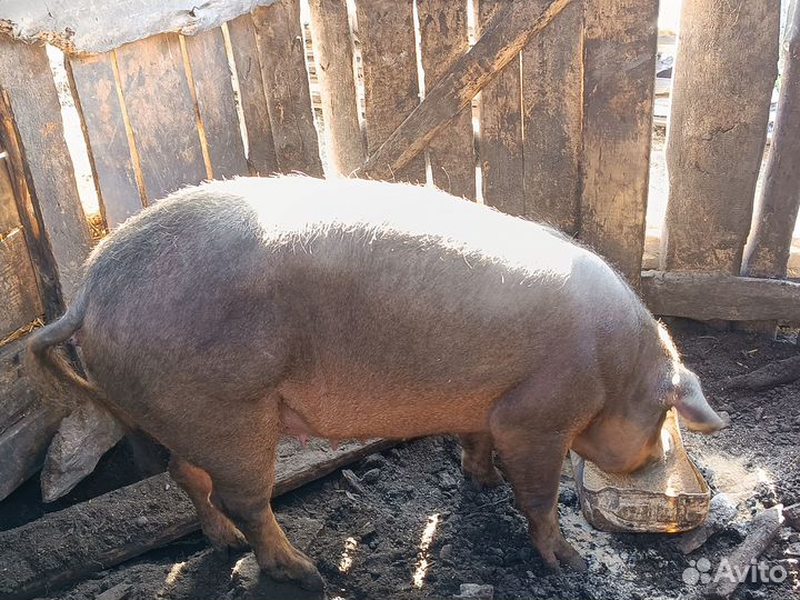 Продам свиноматку