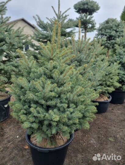 Ель Глаука - большой выбор от 50 см до 3,5 м