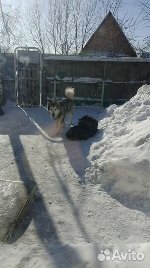 Щенки маламут