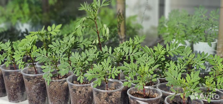 Рассада бархатцы