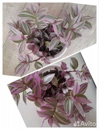 Традесканции