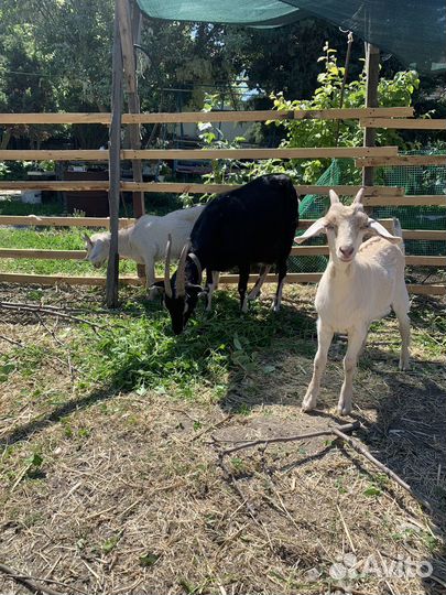 Козы с козлятами