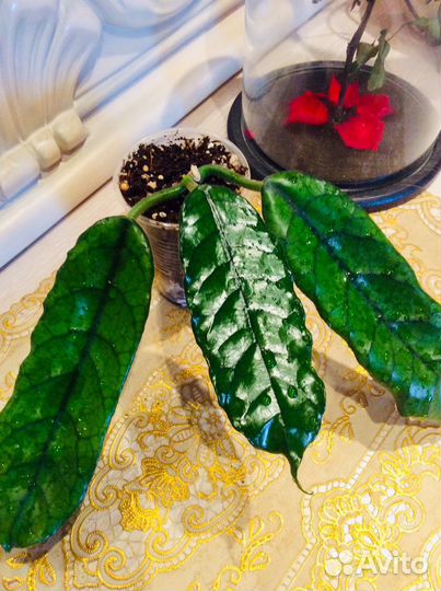 Хойя villosa Inflata Tanggamus pulchra Loheri