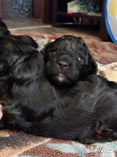 Щенки карликового пуделя