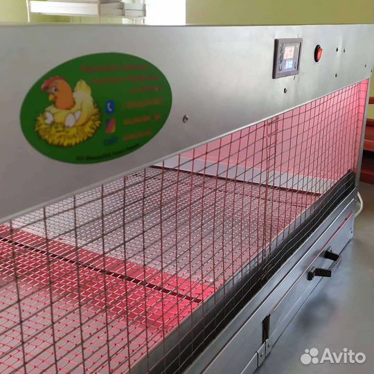 Брудер для циплят и перепелят