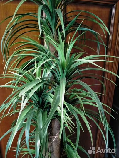 Пальма искусственная