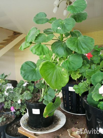 Герань пеларгония сортовая