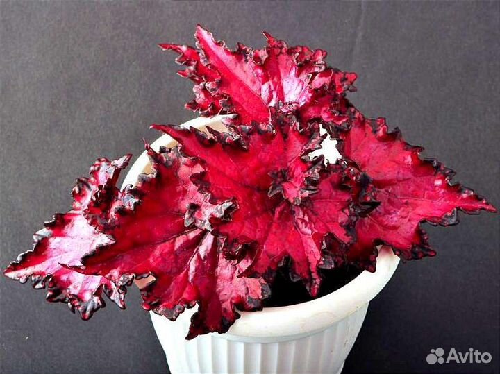 Бегония. Бегония королевская Dollar Down