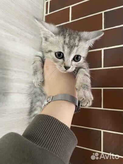 Британская кошка в дар