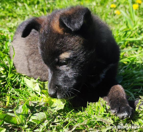 Щенок девочка 1,5 месяца