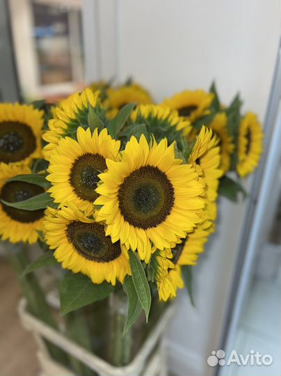 Подсолнухи цветы