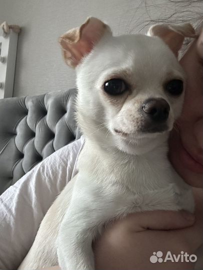 Вязка чихуахуа мальчик