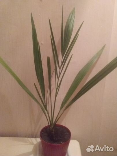 Финиковая пальма