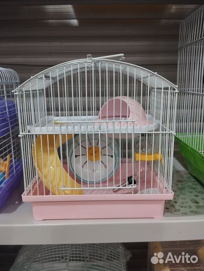 Джунгарский хомяк